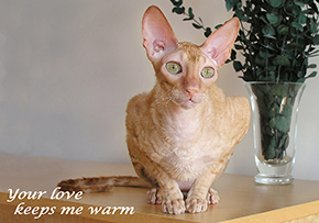 925 Cornish Rex