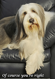 510 Bearded Collie