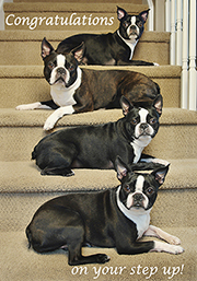 520 Boston Terriers
