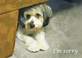 537 Chinese Crested Powder Puff