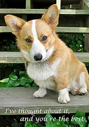 546 Corgi