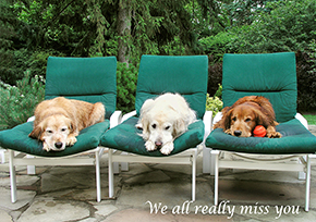 567 Golden Retrievers