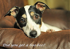 580 Jack Russell Terrier