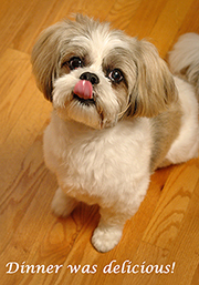 605 Lhasa Apso