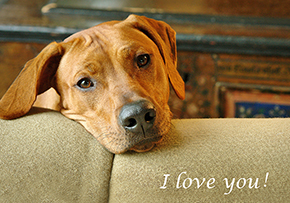 652 Rhodesian Ridgeback