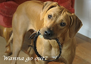 653 Rhodesian Ridgeback