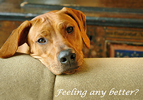 655 Rhodesian Ridgeback