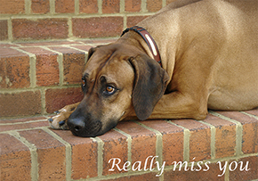 656 Rhodesian Ridgeback