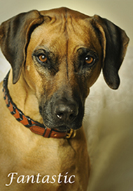 658 Rhodesian Ridgeback