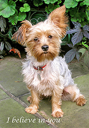 670 Silky Terrier