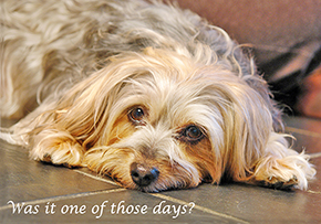 671 Silky Terrier Yorkie